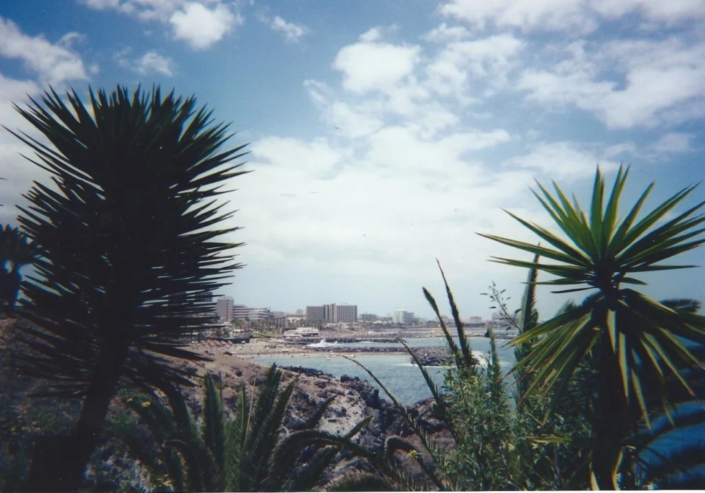 palms