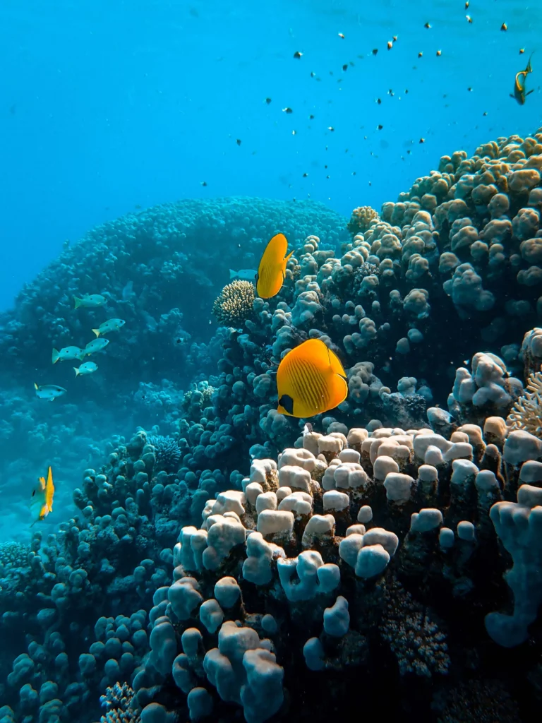 fishes