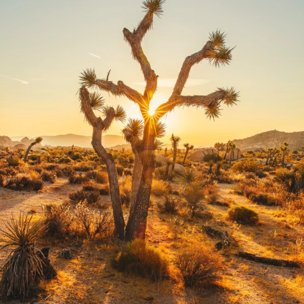 desert