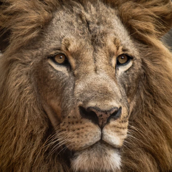 lion