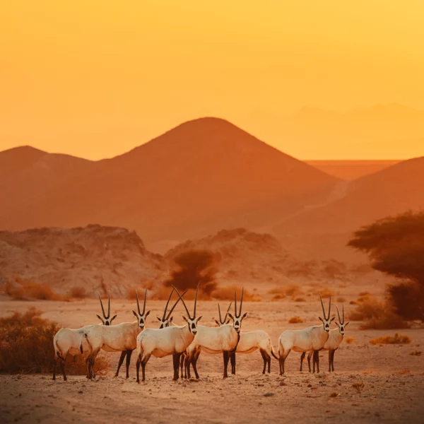 animals
